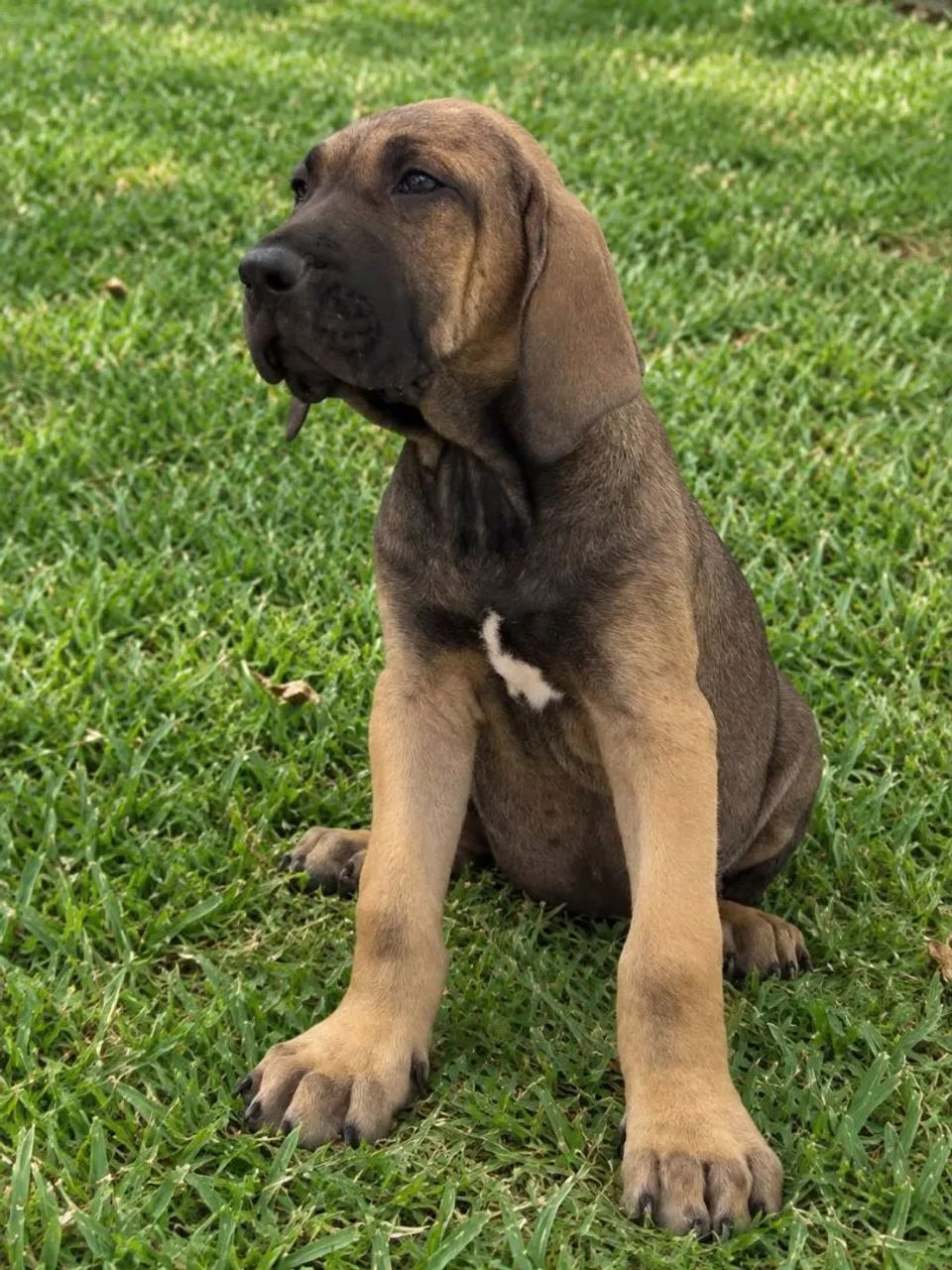Fila brasileiro puro - Foto 3