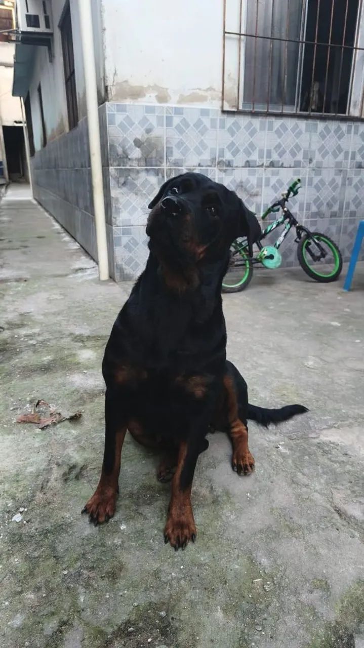 Cachorro pre venda