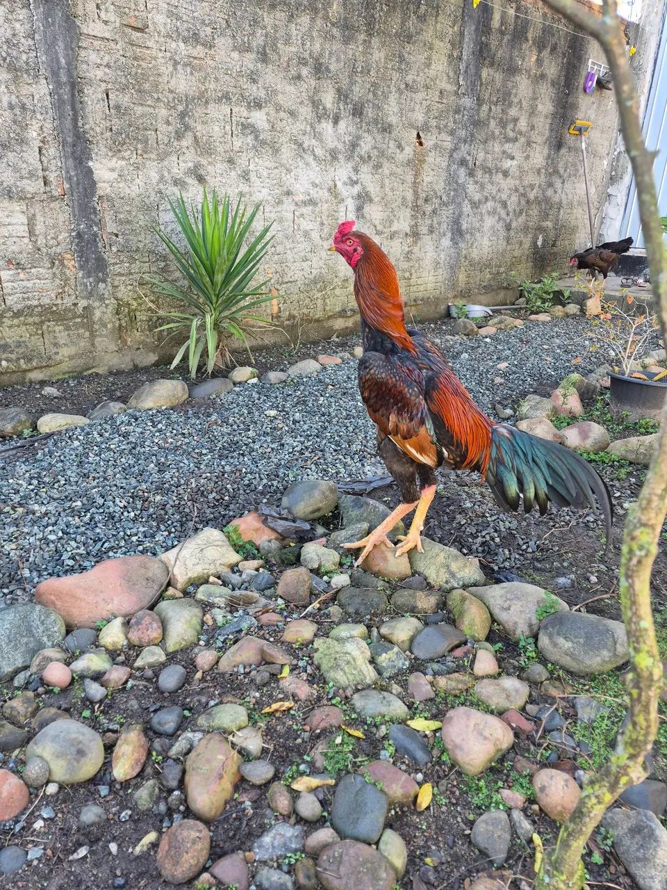 Galo indio - Foto 2
