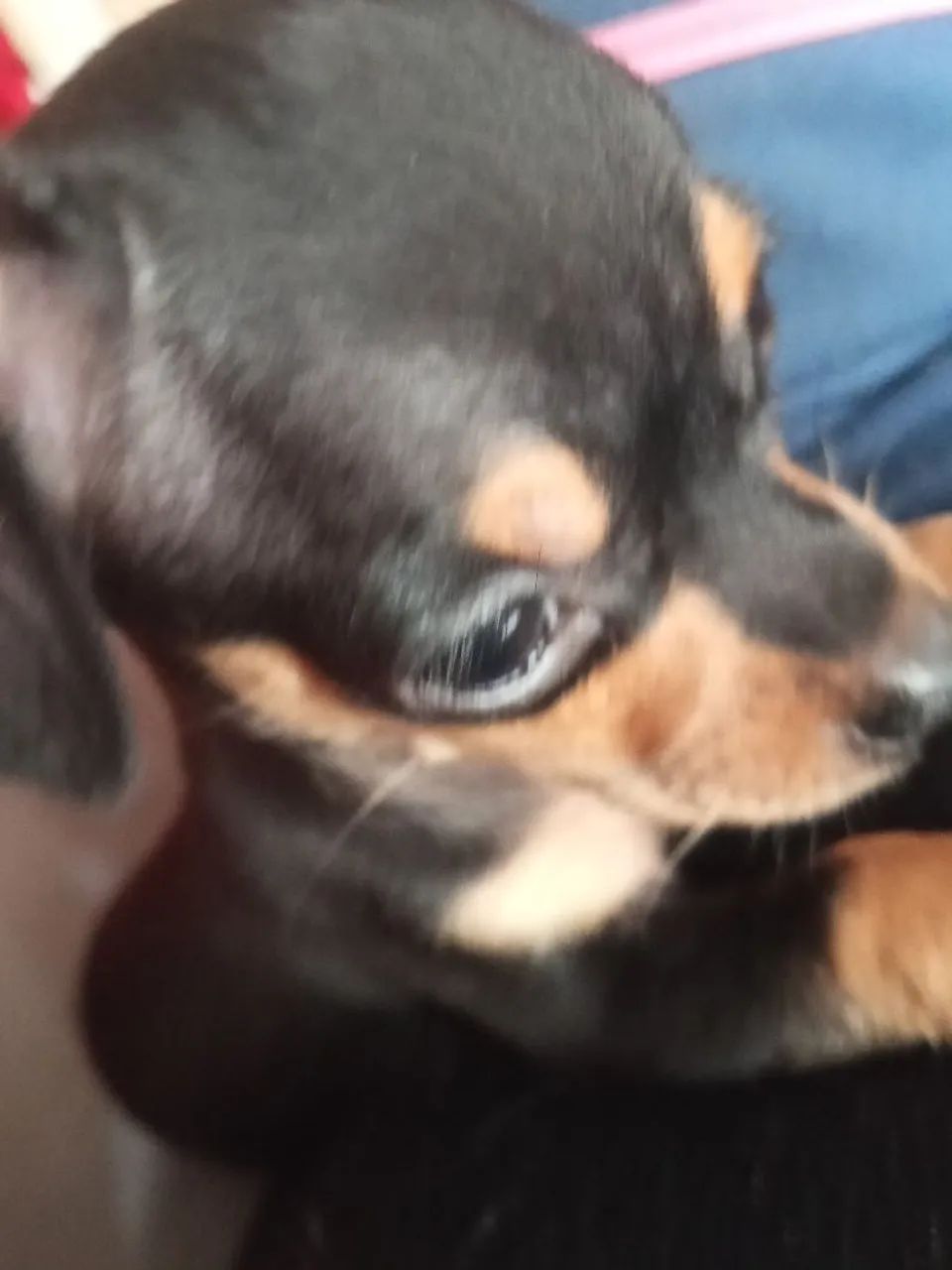Pincher num 1(macho) - Foto 4