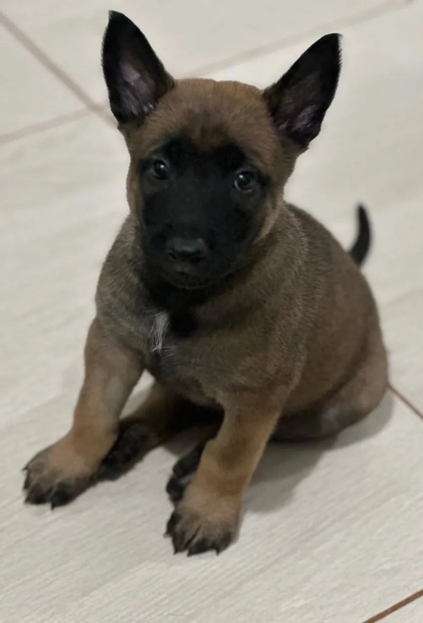 Cachorro belga malinois macho - Foto 2