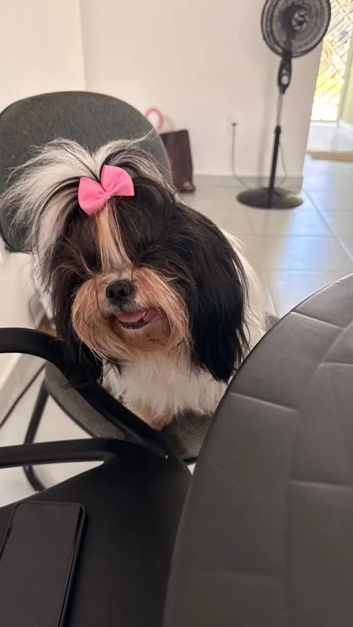 Doação pet - Foto 2
