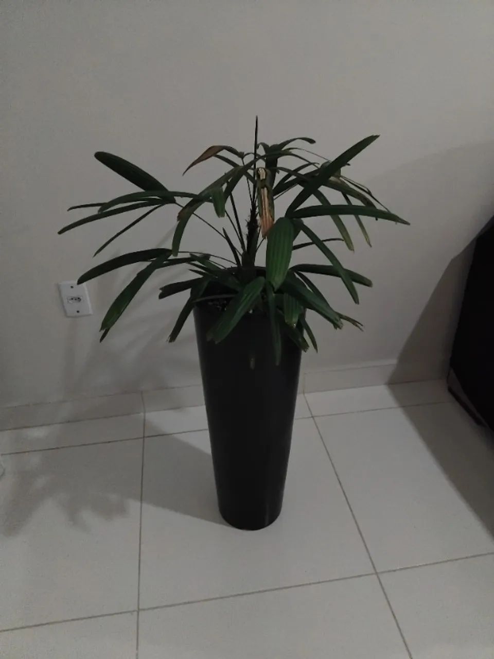 Vaso com planta - Foto 2