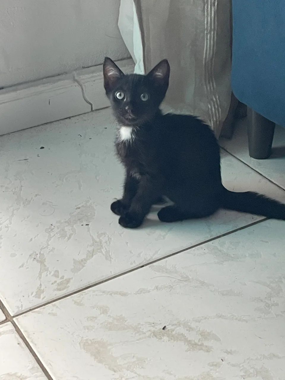 Gatinha fêmea 1mes - Foto 3