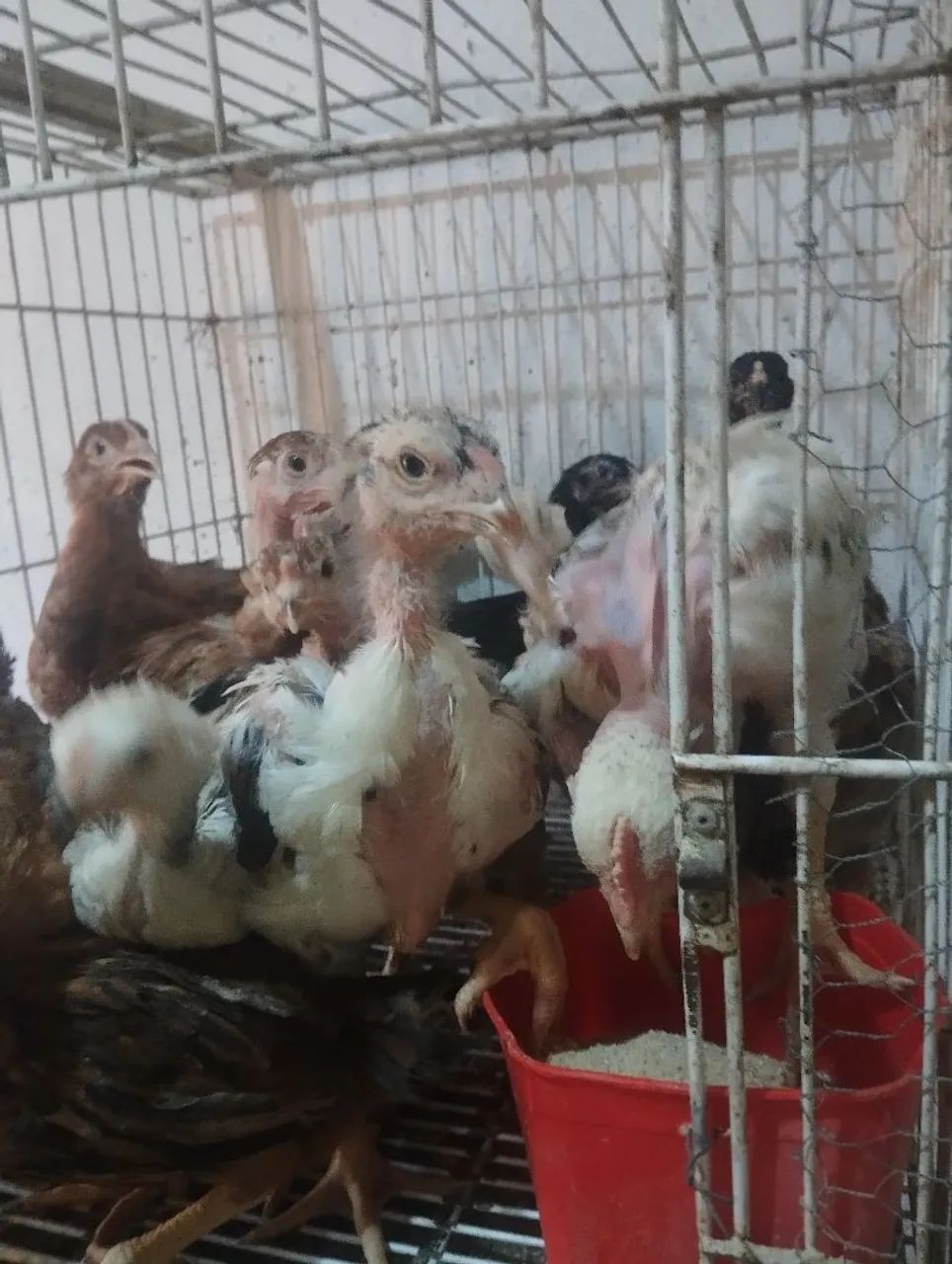 Franguinhos índio gigante com galinha caipira pura da panela amare - Foto 2