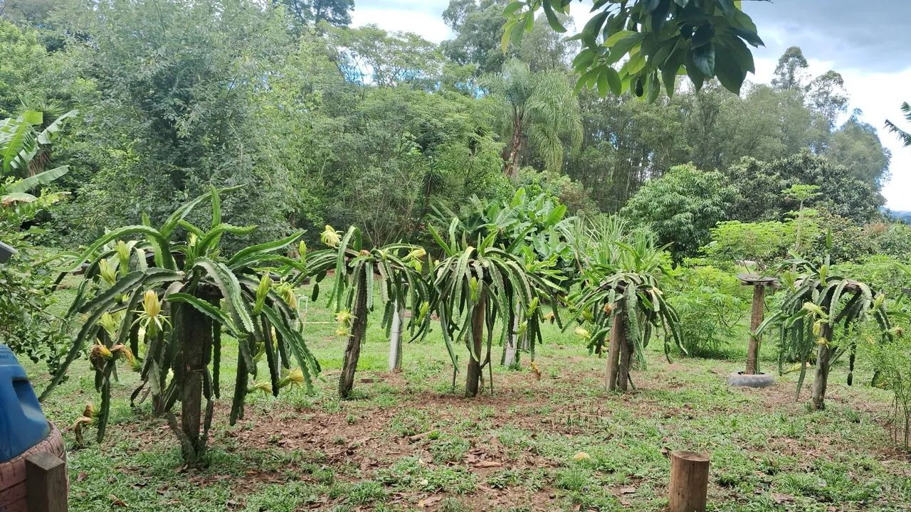 Venda De chácara em cambui 2 km da cidade  - Foto 2
