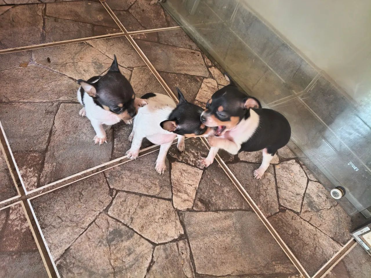 Pinscher  - Foto 2
