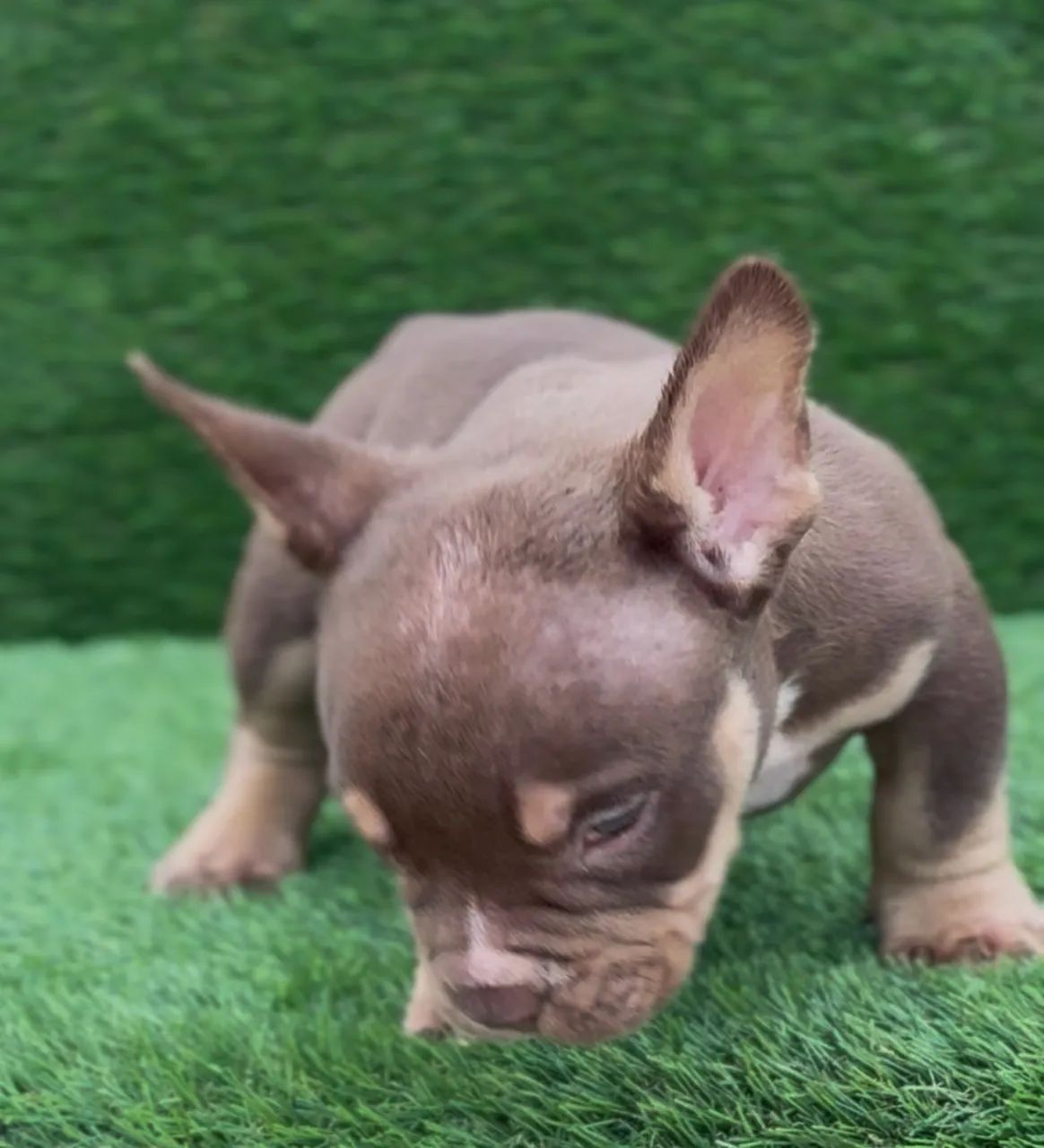 American bully micro  - Foto 3