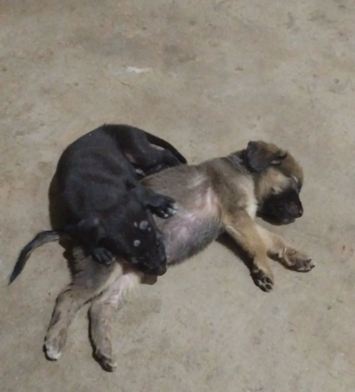 Filhote de cachorro  - Foto 3