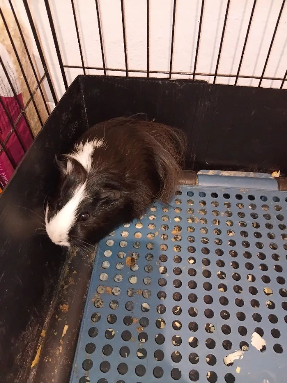 Animal - Foto 2