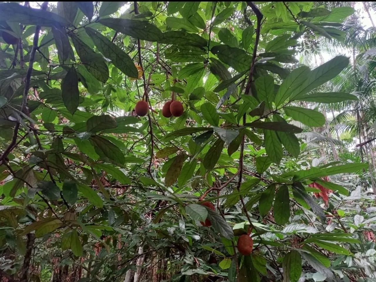 Igarapé com água gelada  - Foto 5