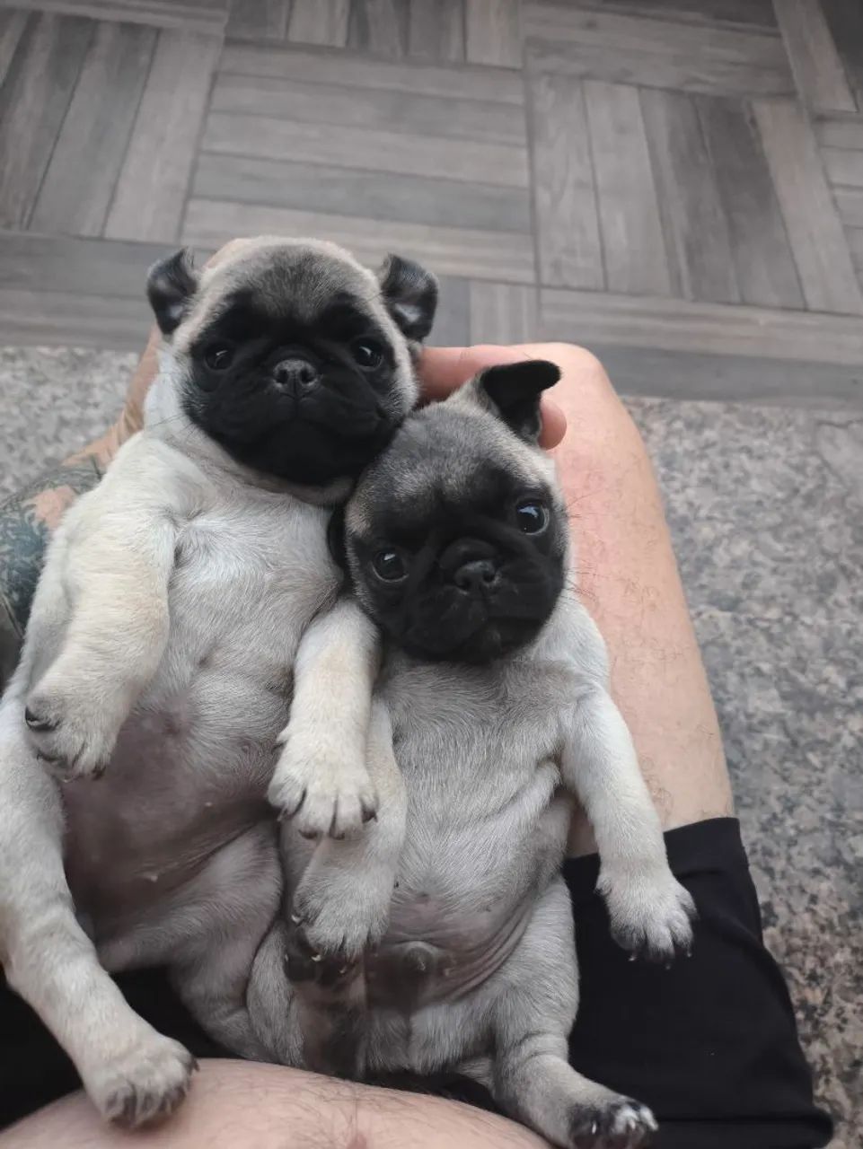 Filhote de Pug  - Foto 3