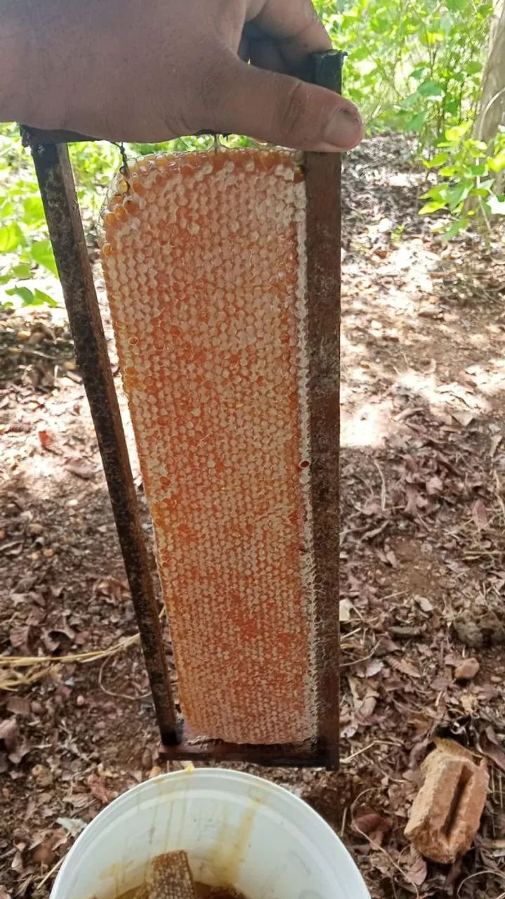 Mel de abelha puro - Foto 2