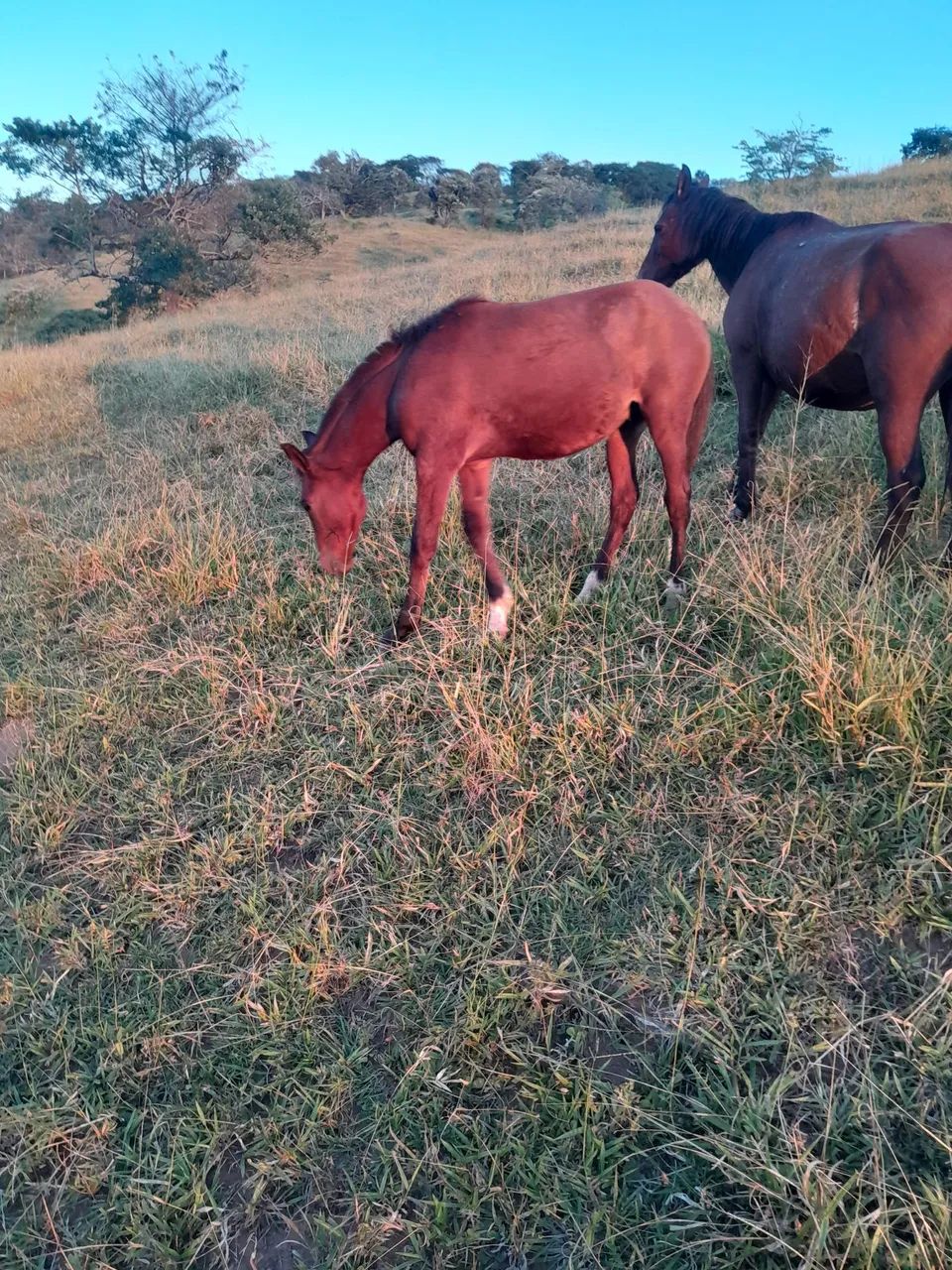 Vendo cavalo ?  - Foto 4