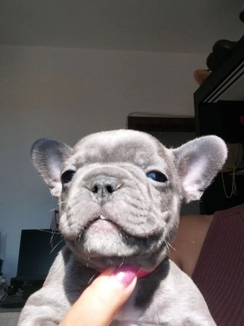 Buldogue francês  - Foto 2