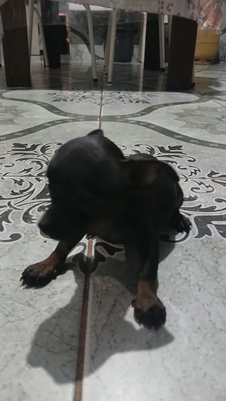 Cachorro 