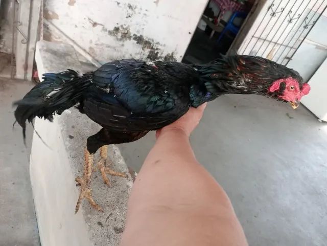 Vendo Galos e galinhas e frango de raça  - Foto 3