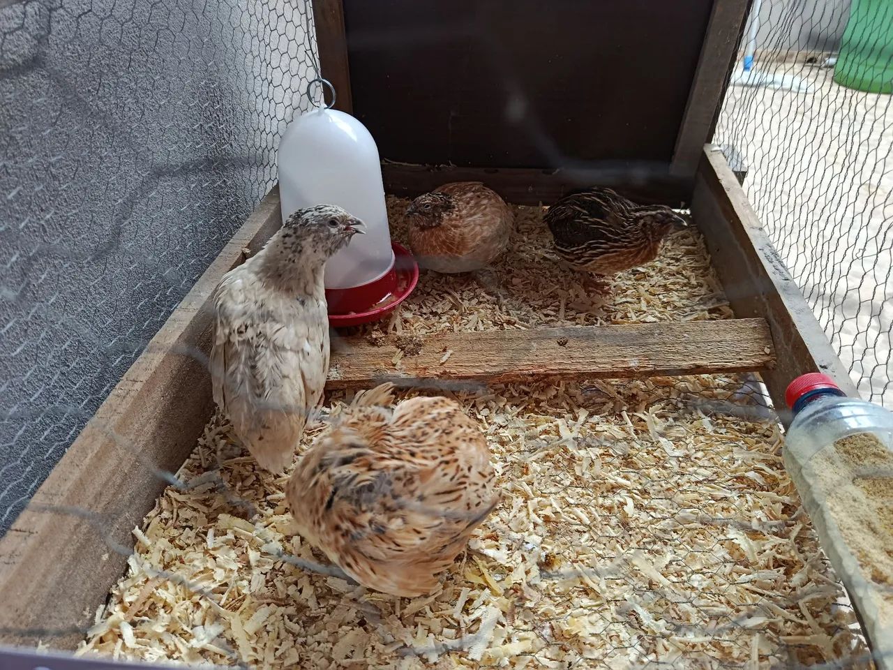 Vendo Codornas Gigantes