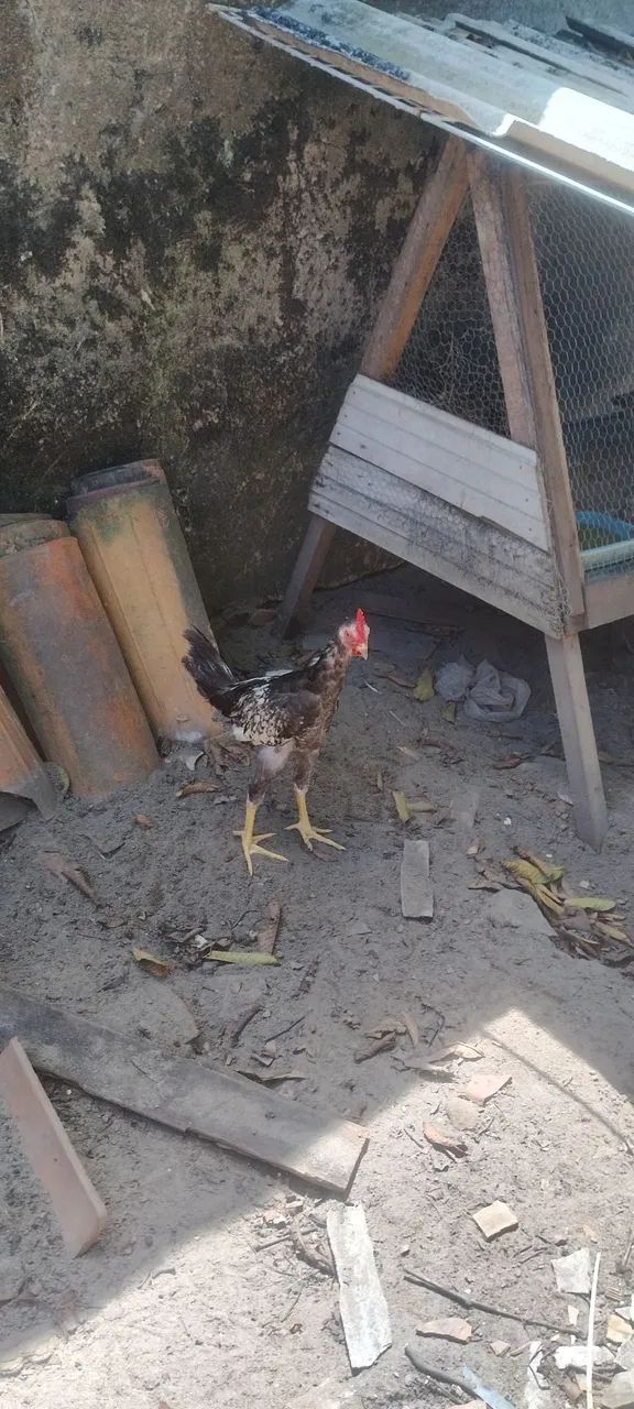 Franguinhos macho e fêmea 
