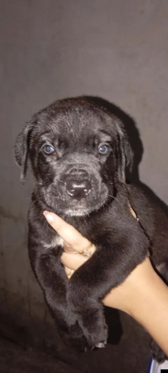 Filhotes de Cane Corso  - Foto 2