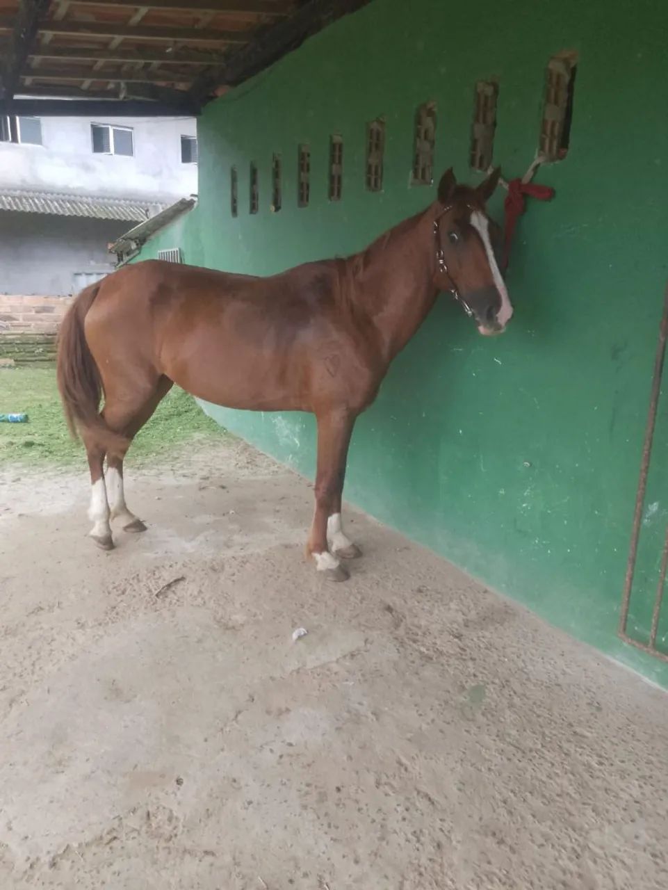 Égua  - Foto 4