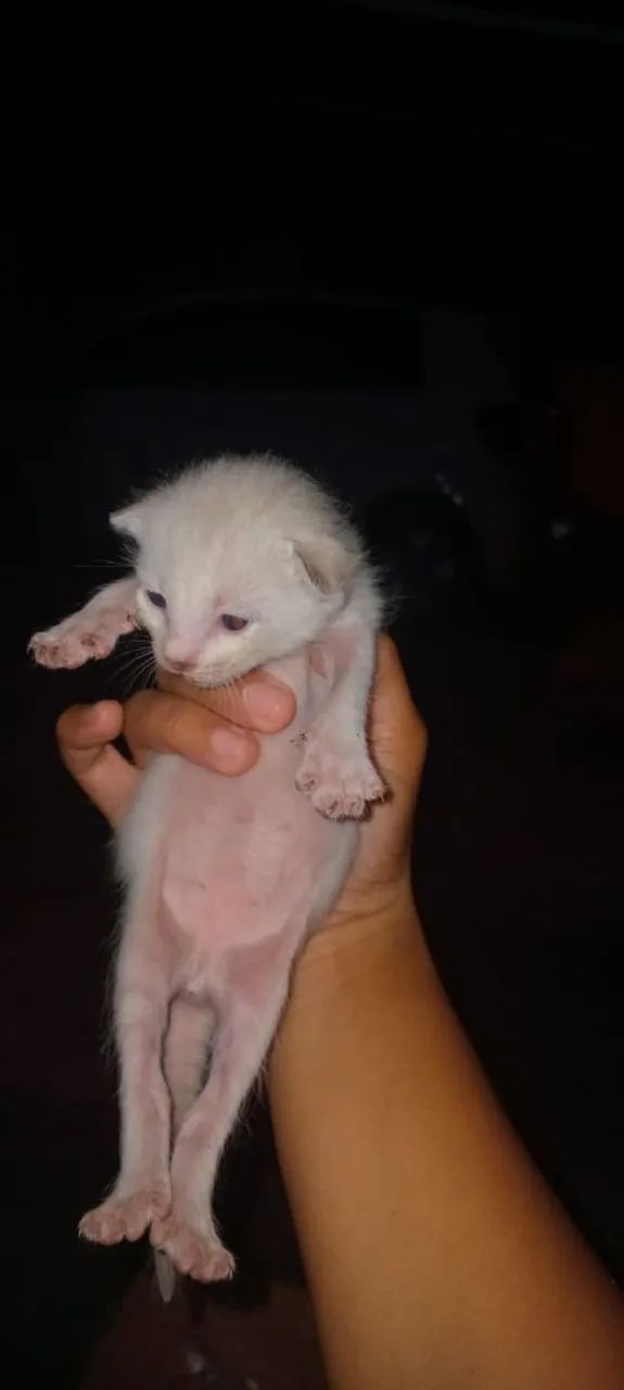Gatinhos pra doação 