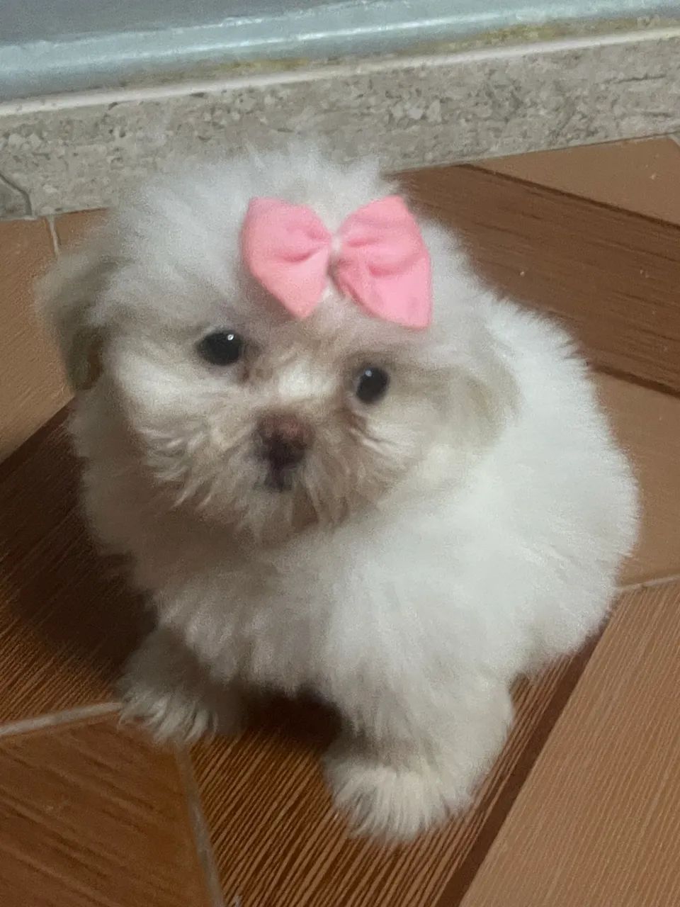 venda de  filhote de  shihtzu - Foto 2