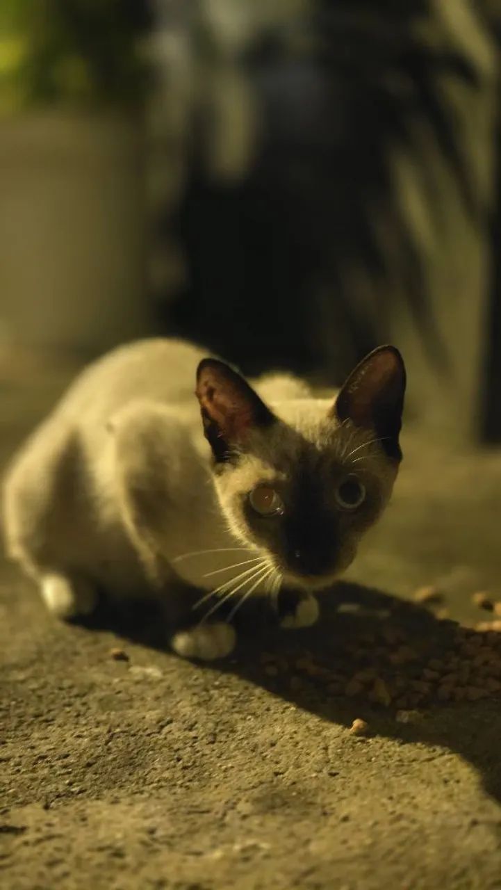 Gata para adoção - Foto 3