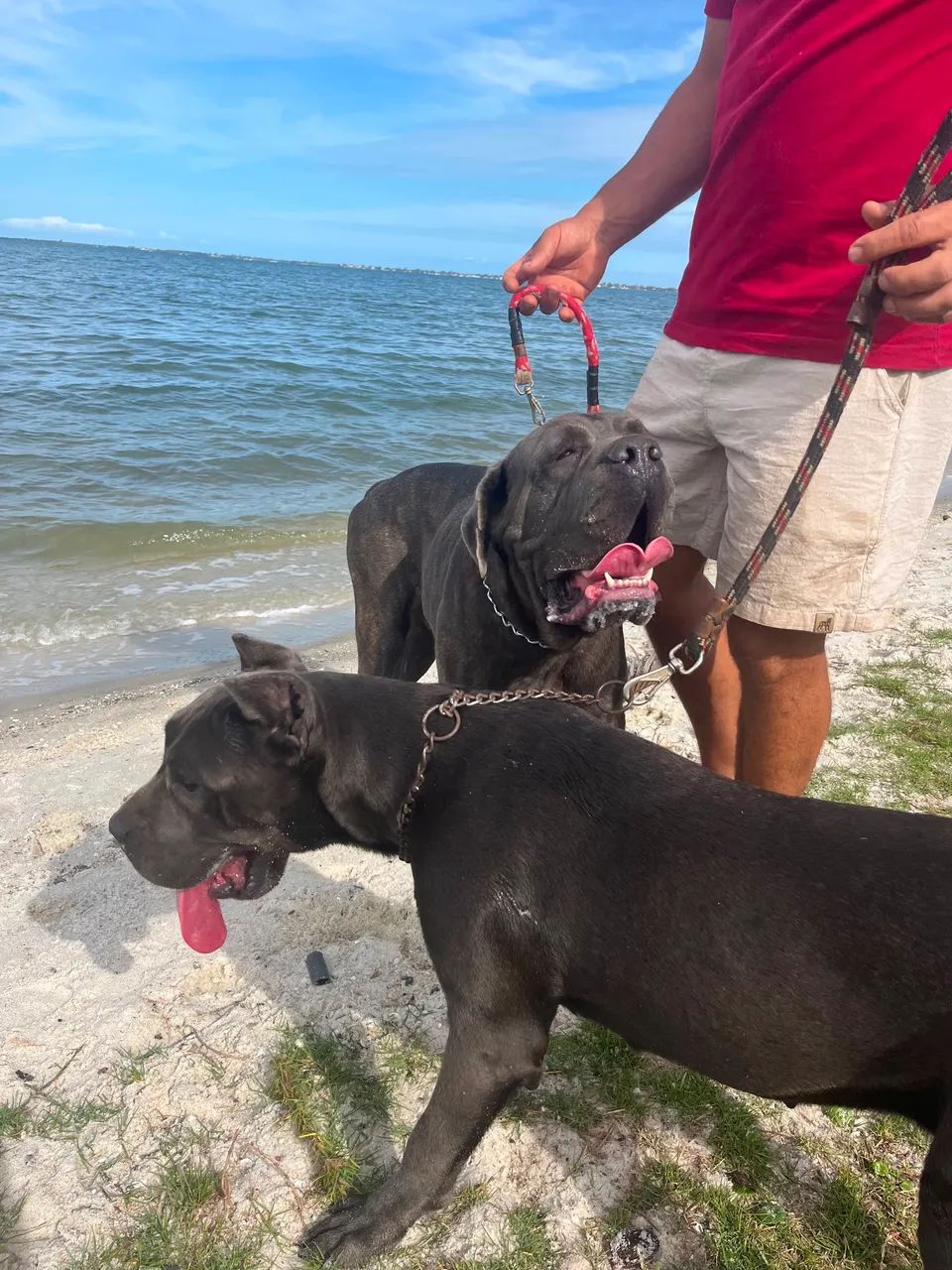 Cane Corso - Foto 3