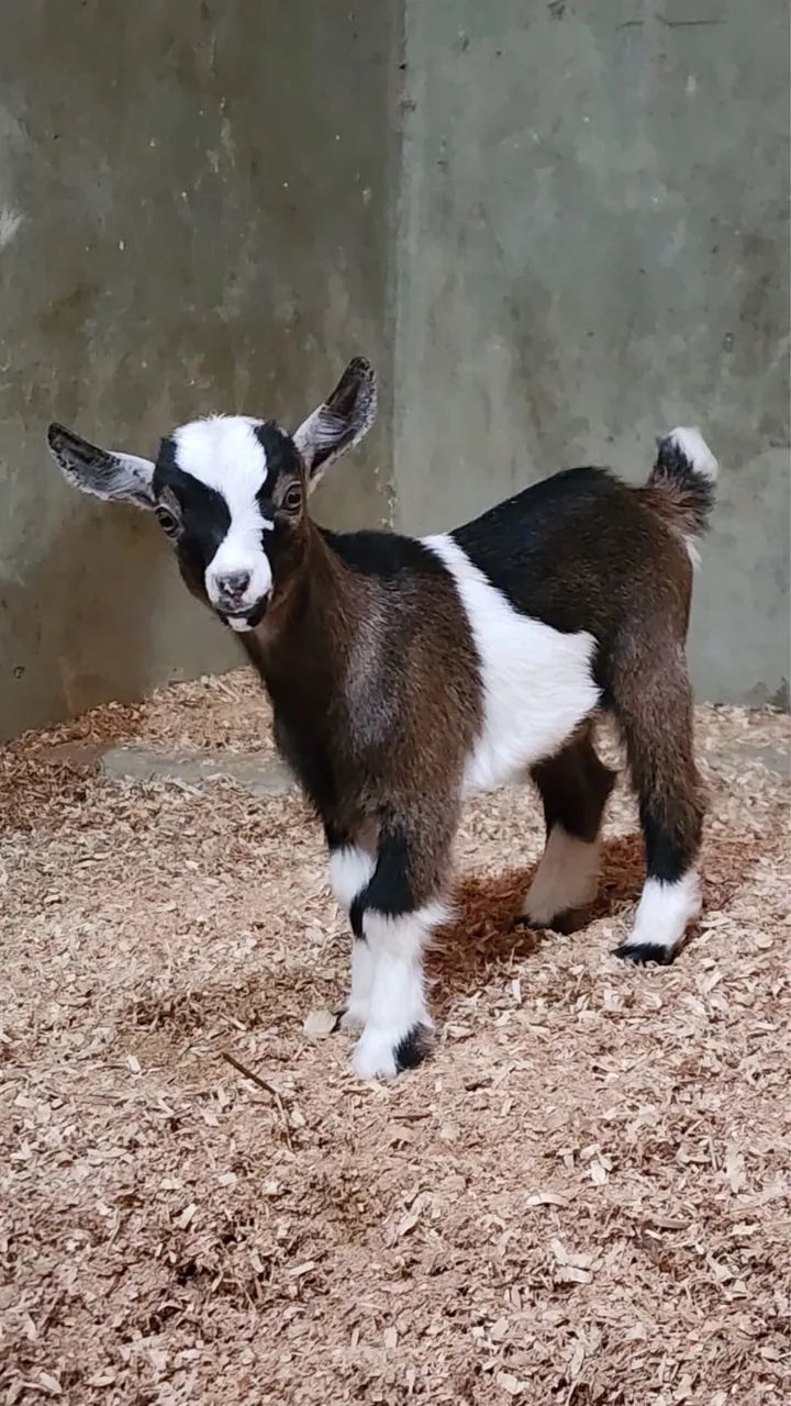Mini cabra tricolor 