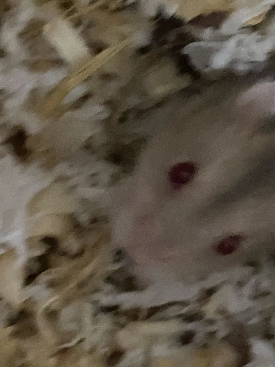 Hamster filhote  - Foto 4