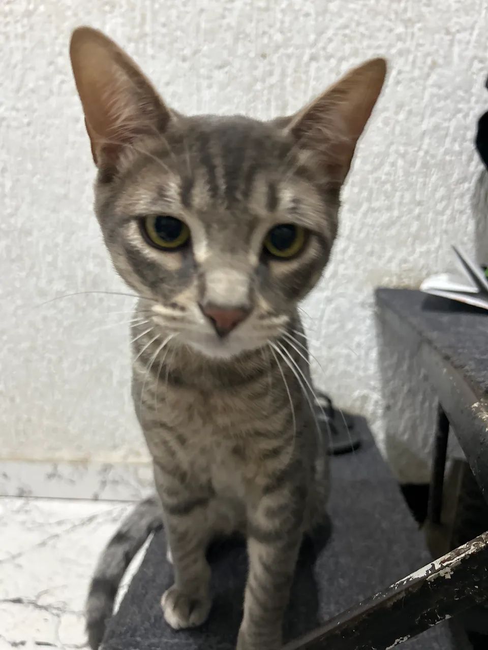 Gatos macho 