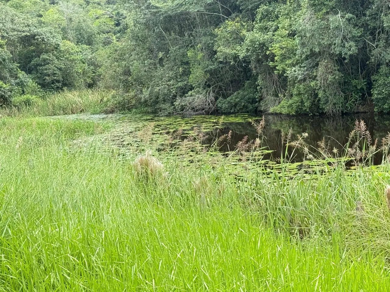 Chacaras rurais em mateus leme  - Foto 3