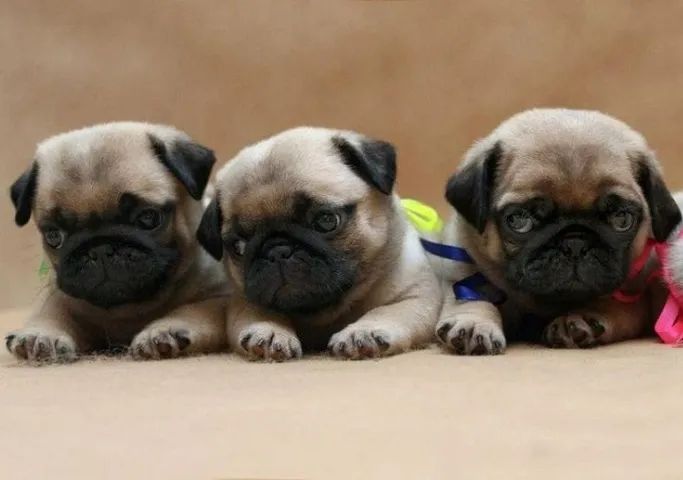 Bebezinho pug saudável e dócil com garantia e procedência ativa
