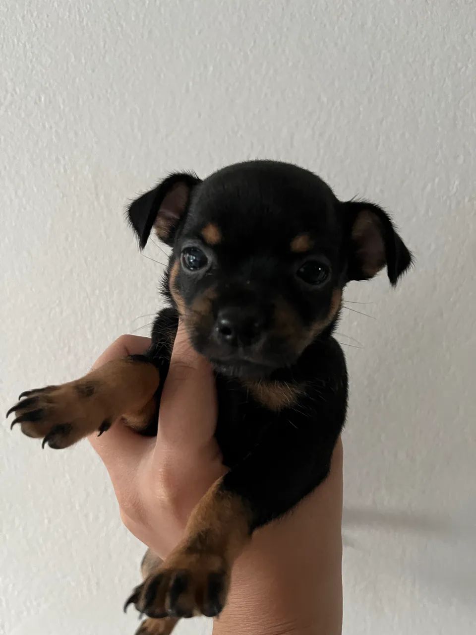 Filhote de pinscher  - Foto 2