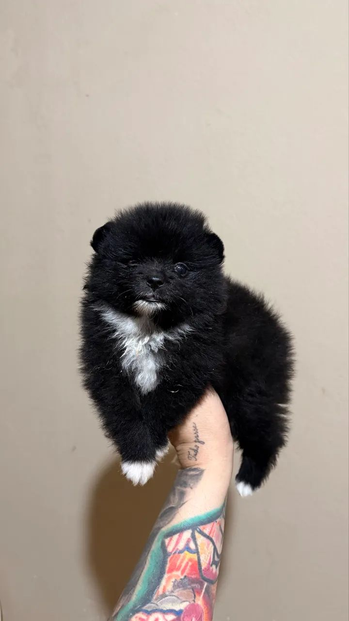 Spitz alemão com pedigree  - Foto 2