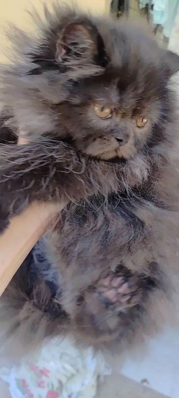 Persa a pronta entrega com 3 mês  - Foto 6