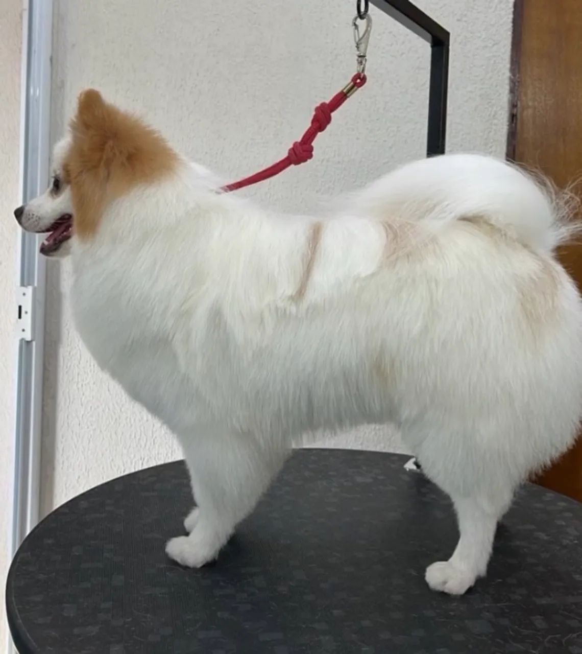  Namorada  para meu Max  - Foto 5