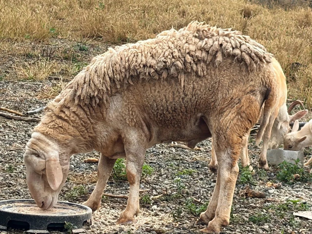 Ovelhas e cabra - Foto 4