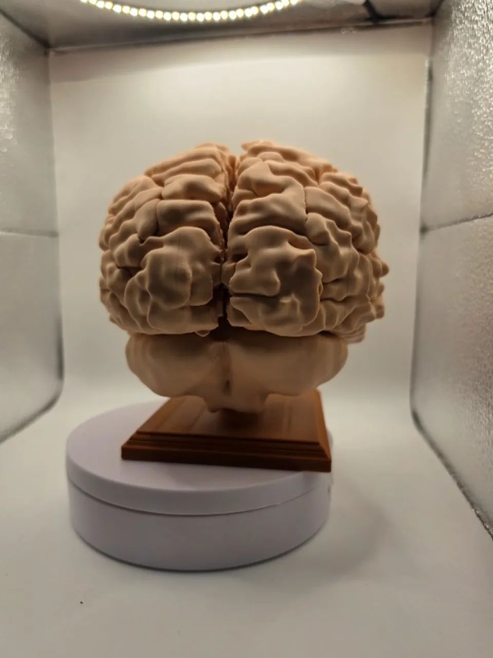 Cérebro Anatômico Humano Em Escala Real Peça De Estudo e Decoração - Foto 5