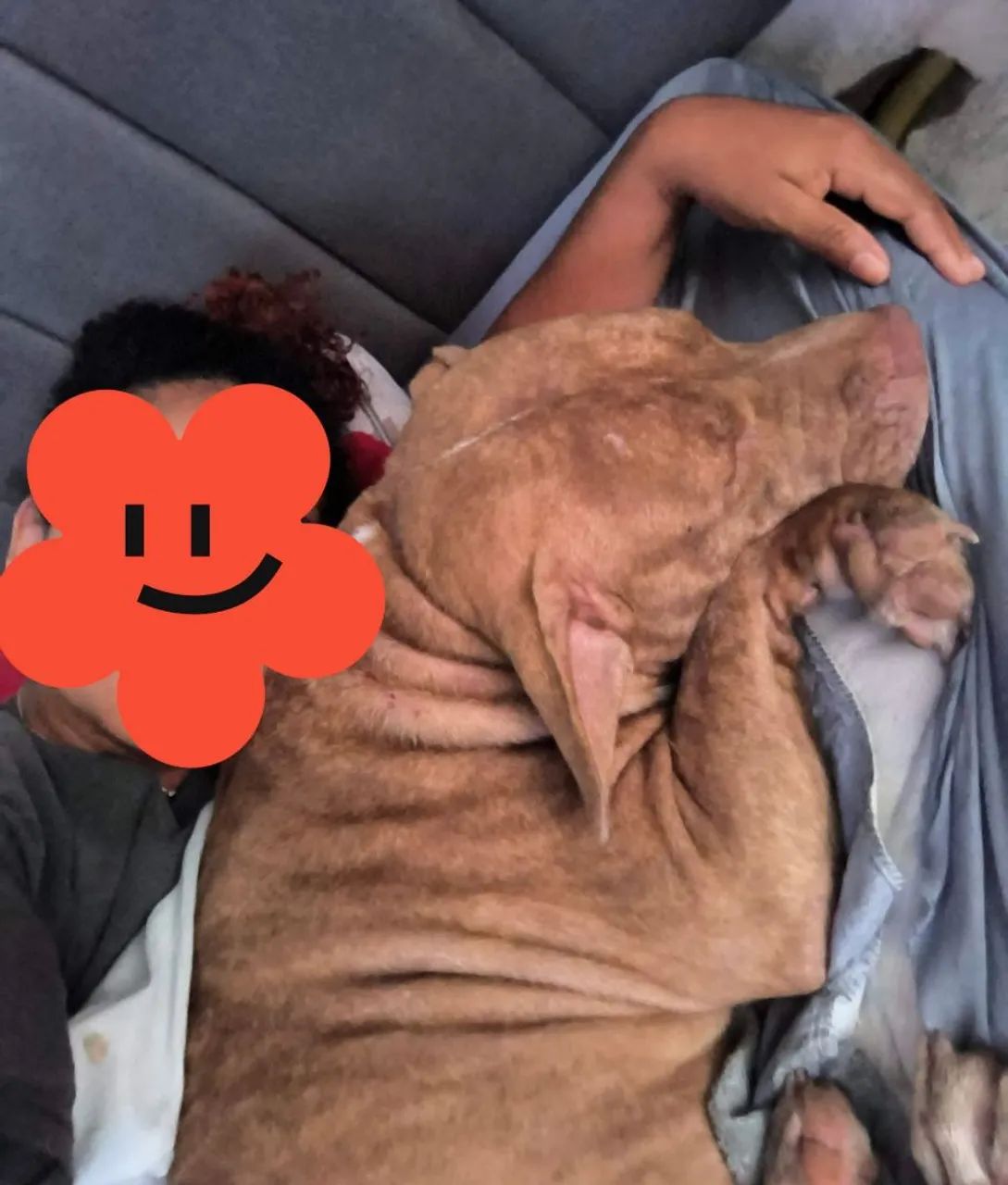 Procuro namorado - Pit Monsters  - Foto 4