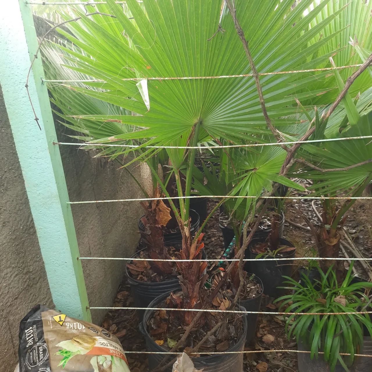 PALMEIRA WASHINGTONIA  - Foto 2