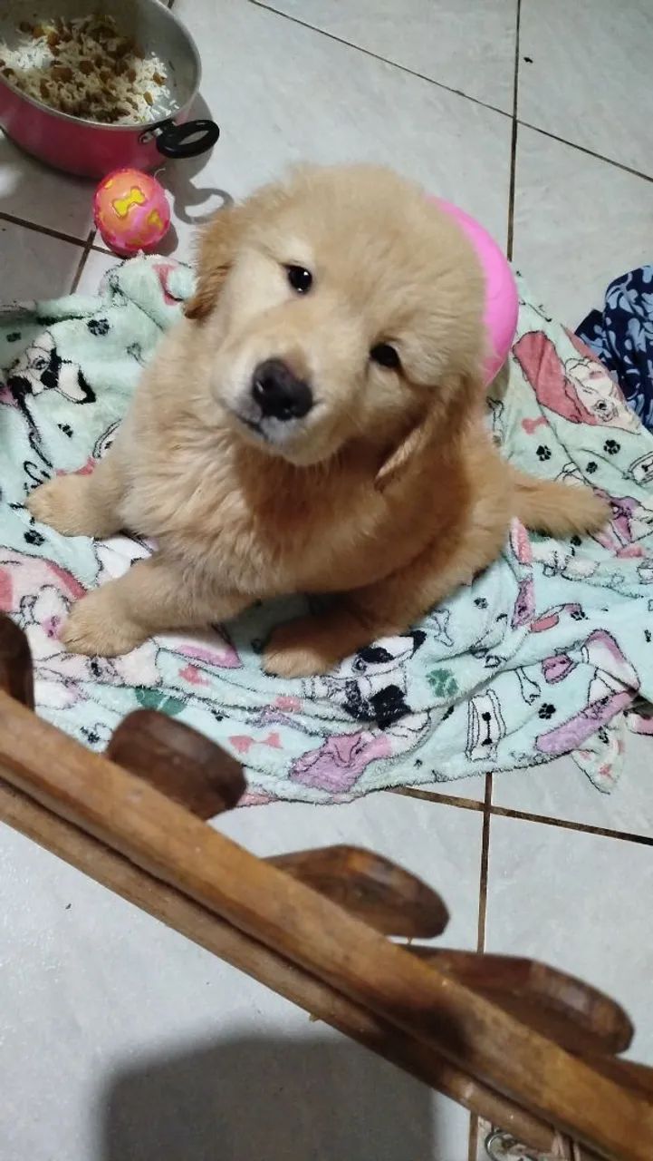 Golden Retriever  - Foto 2