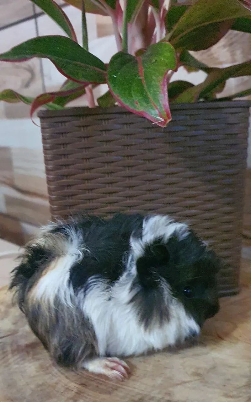 Porquinho da Índia - Coronet - Foto 2