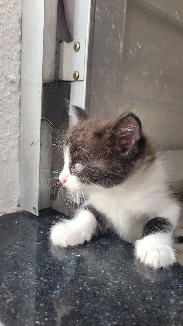 Gato  - Foto 3