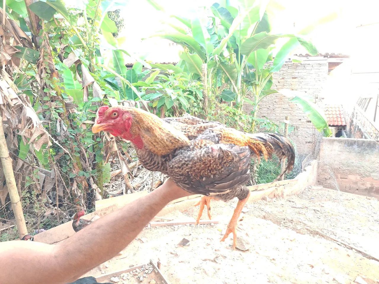 Galos