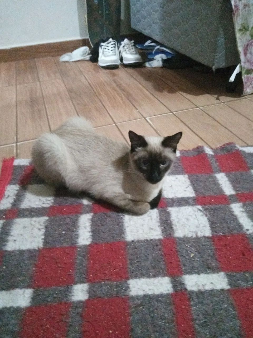 Gato siamês macho  - Foto 4
