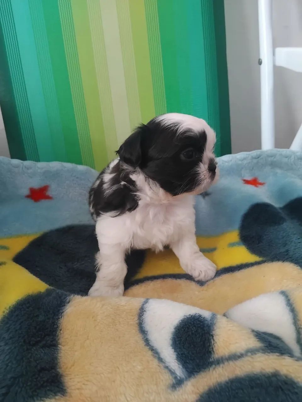 Vendesse filhote shitzu 