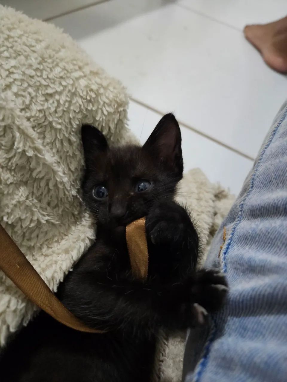 Gatinho de 2 meses  - Foto 3