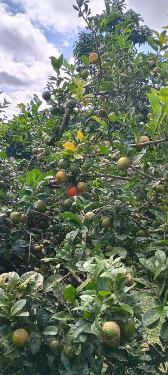 Vendo ou Troco por veículo Chácara de1000m² - Foto 5